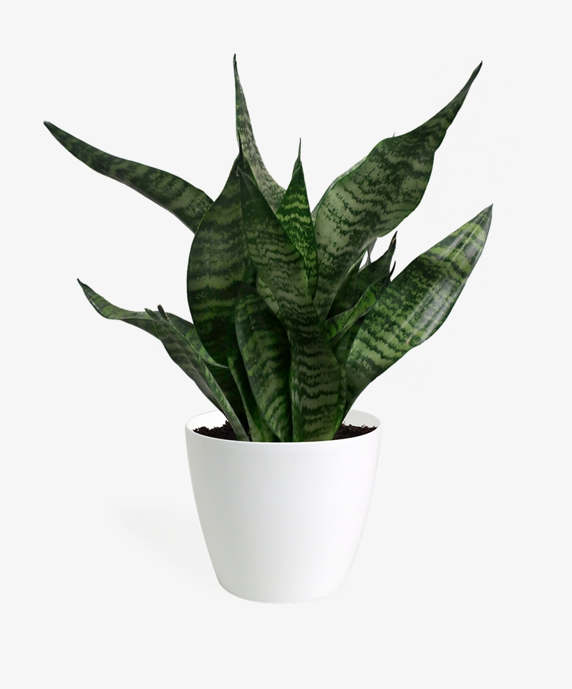 Sansevieria Hahnii Small - Sansevieria, transparent png download
