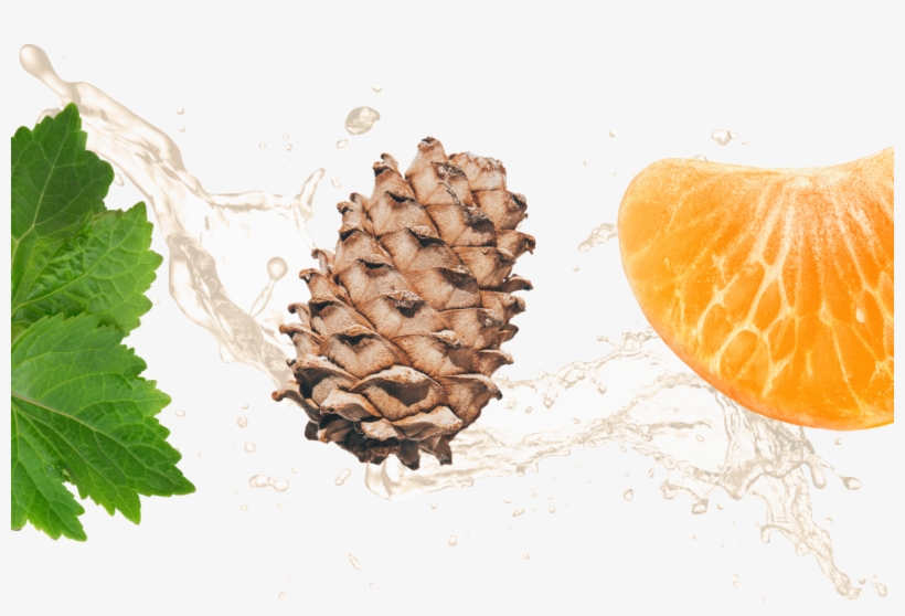 Delicate - Orange, transparent png download