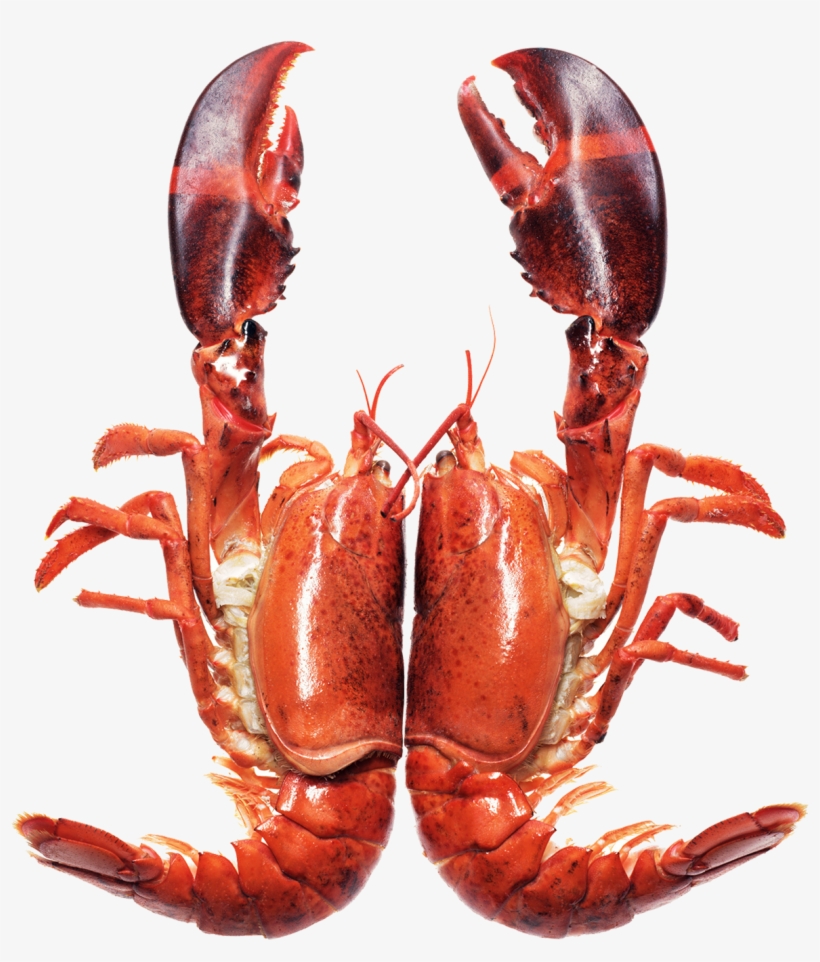 Image Library Library Homarus Seafood Barbecue Caridea - Lobster, transparent png download