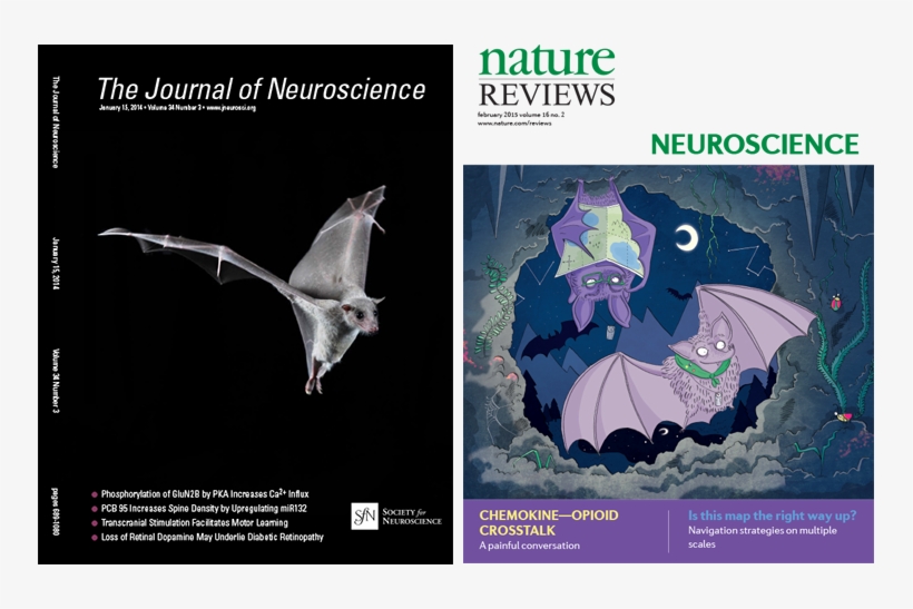 Ulanovsky N, Las L & Nelken I, Processing Of Low Probability - Nature, transparent png download