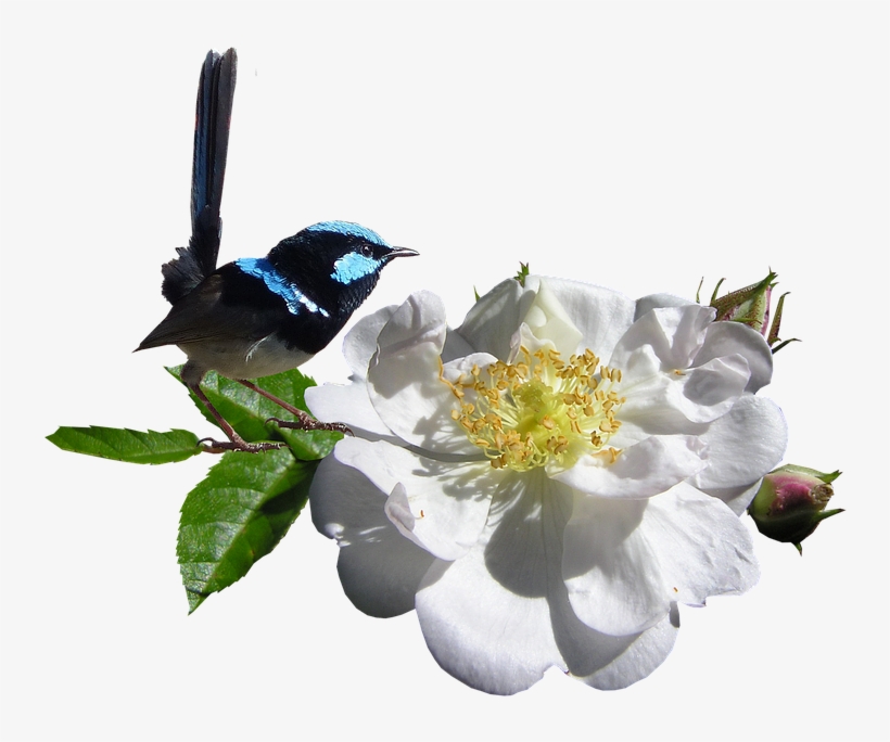 White Rose Png 23, Buy Clip Art - Bird, transparent png download