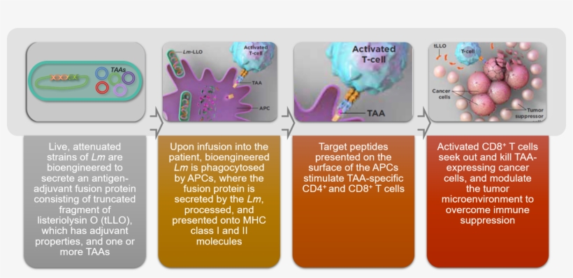 Using The Body's Own Immune System To Fight Cancer - Bei Minuo Biotechnology Co., Ltd., transparent png download