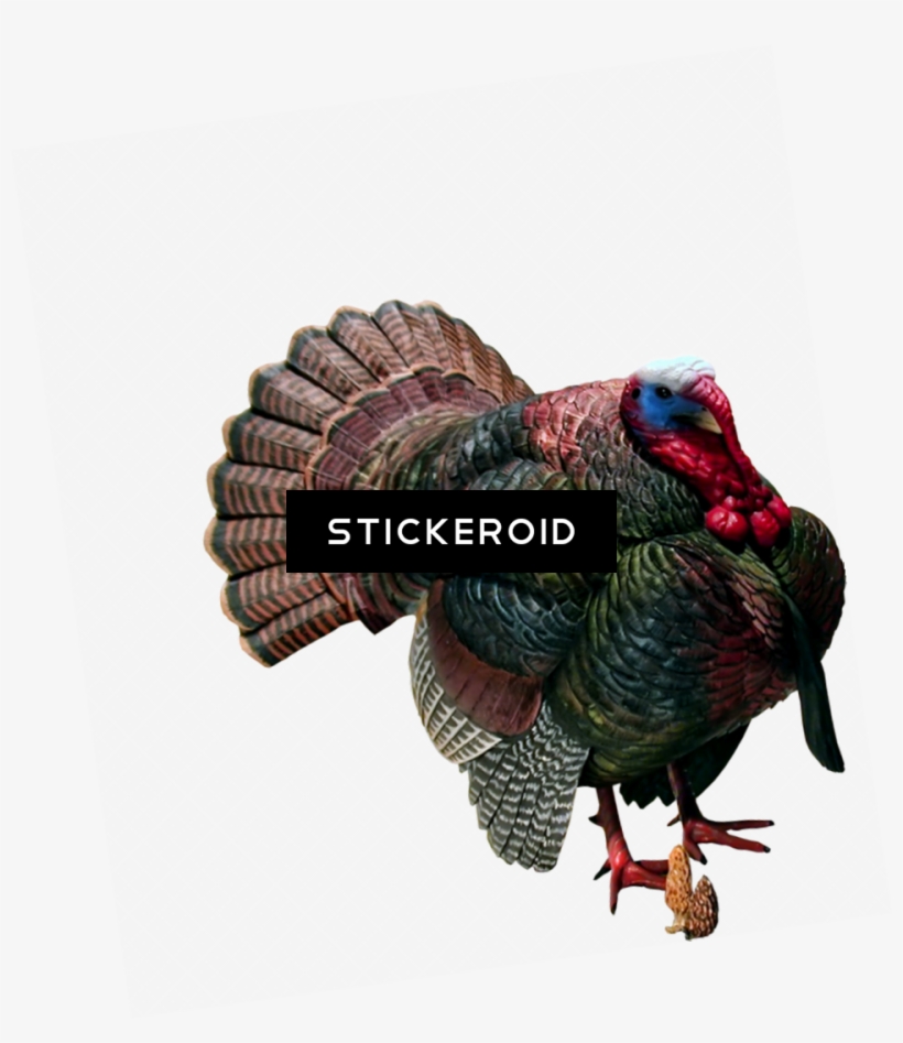 Turkey - Loon Lake Decoy Strutting Eastern Wild Turkey Sculpture, transparent png download