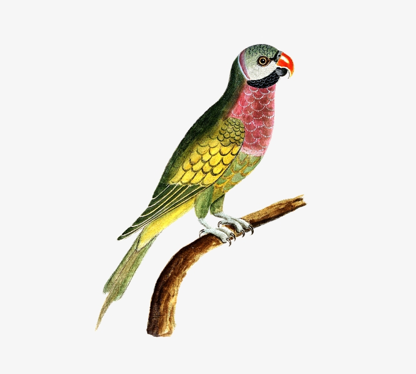 Macaw Png 21, Buy Clip Art - Waiting In The Wings Idiom, transparent png download