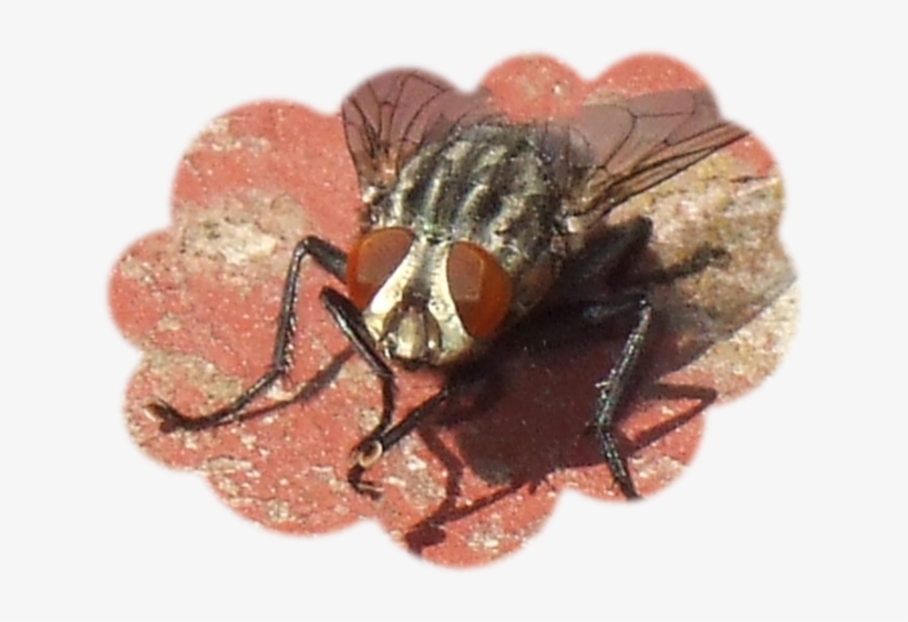 Pinche Mosca - House Fly, transparent png download