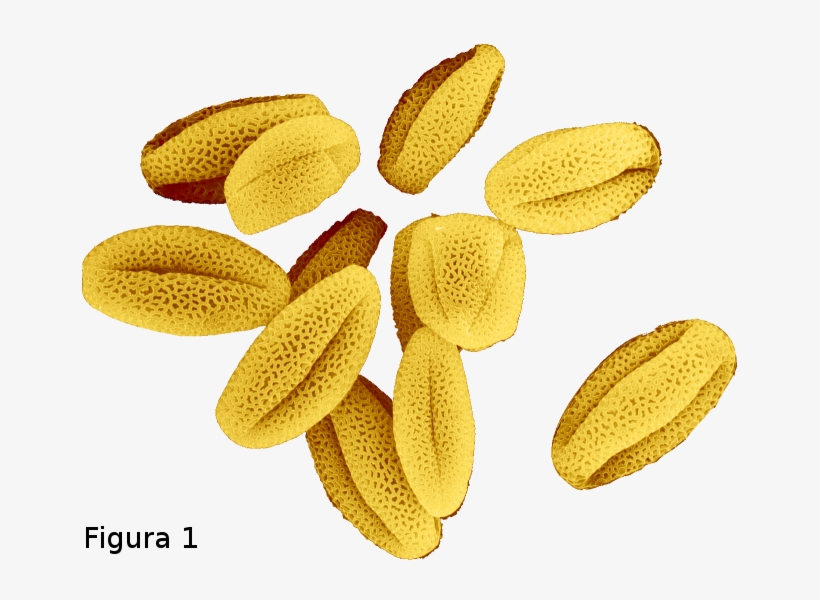 Neste Último Mês De Abril, A Revista Journal Of Experimental - Pollen Grains, transparent png download