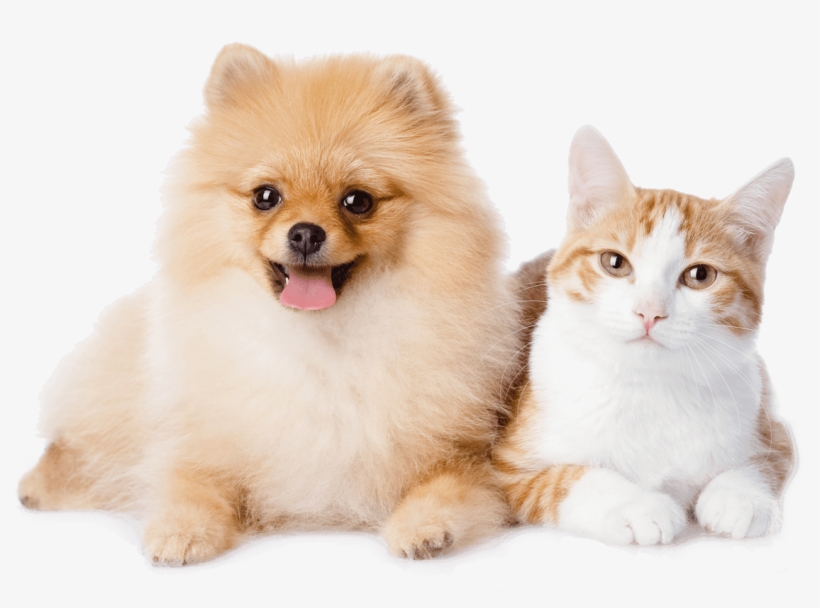 Dog And Cat Resting - Pomeranian And A Cat, transparent png download