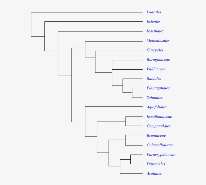 Phylogeny Of Asteridae Based On Dna Sequence Data - Cyperaceae Phylogeny, transparent png download