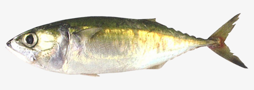 Indian Mackerel - Oily Fish, transparent png download
