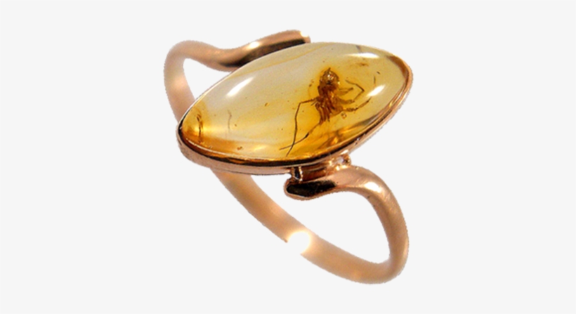 These Pair Of Entomologists Showed Their Love By Wearing - Amber Ring Bug, transparent png download