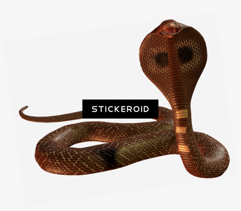 Cobra Snake - Indian Cobra, transparent png download