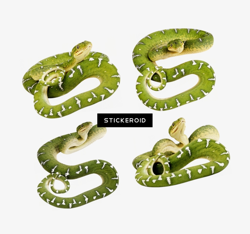 Cobra Snake, transparent png download