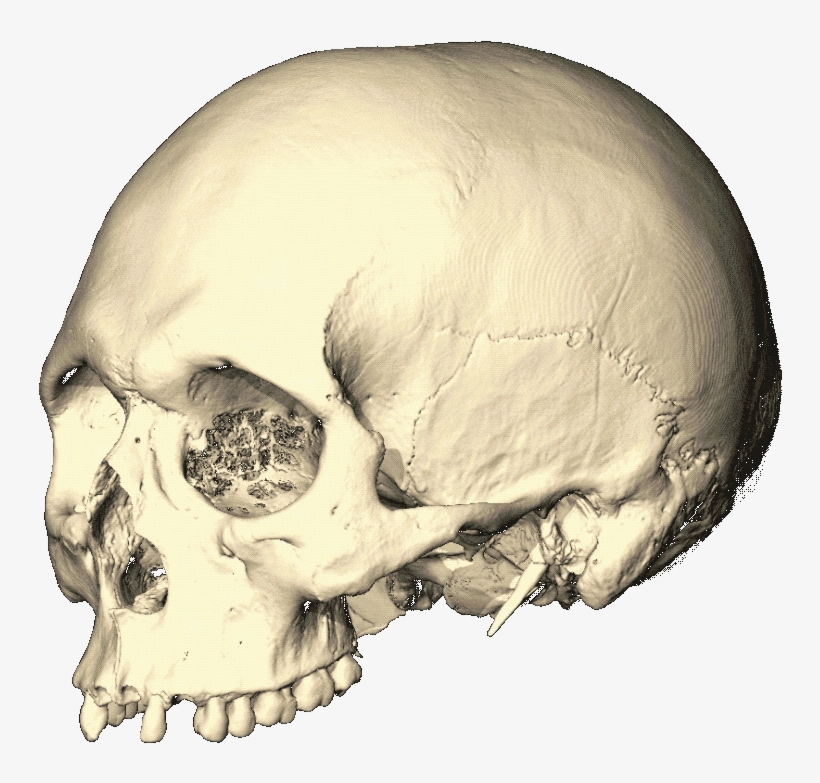 Pretty Brain - Human, transparent png download