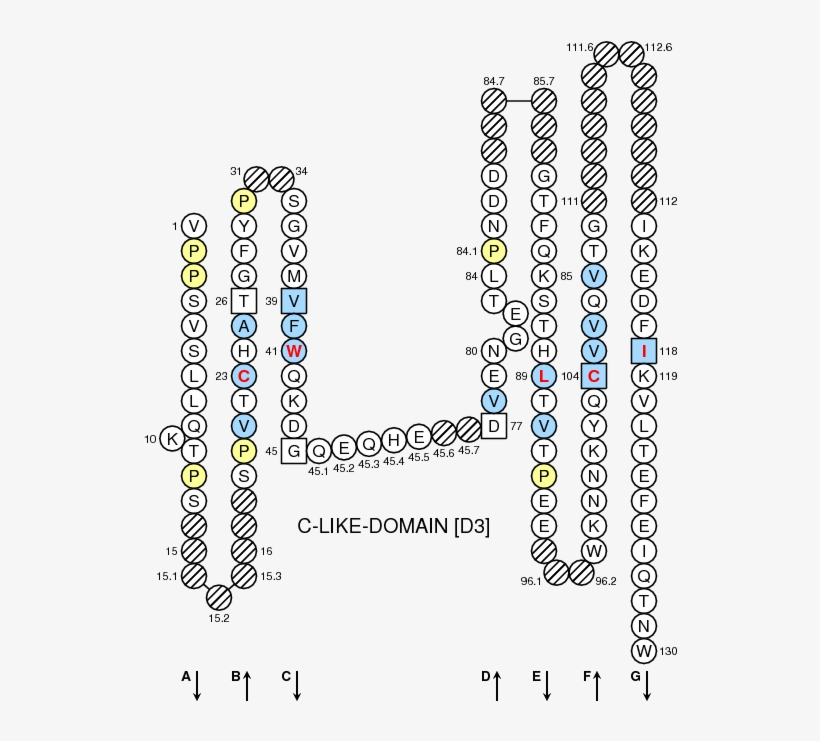 Collier Oncmyk Uga C Like Domain - Hla, transparent png download