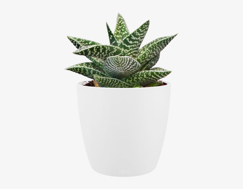 Home > Collection > Brussels Round Mini - Mini Pot Plant Png, transparent png download