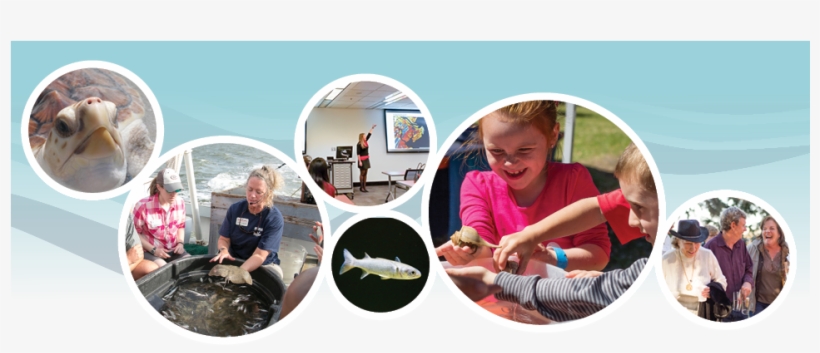 Friends Of The Uga Aquarium - Fun, transparent png download