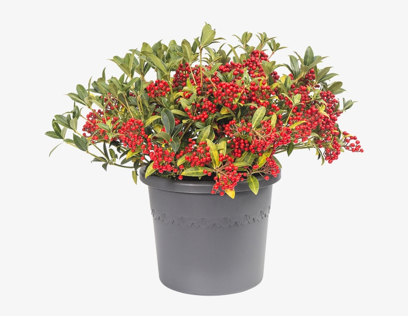 Home > Collection > Algarve Cilindro - Flowerpot, transparent png download