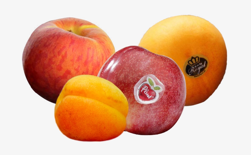 Commercial Department - Apricot, transparent png download