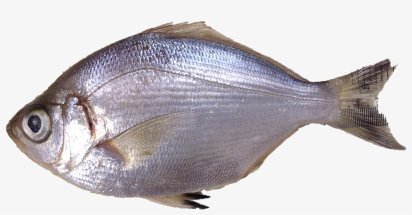 Walleye Surfperch - Pomacentridae, transparent png download