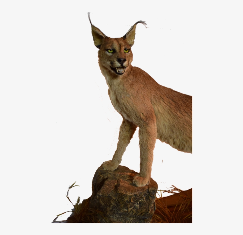 Caracal Full Mount Cr1 - Mount, transparent png download