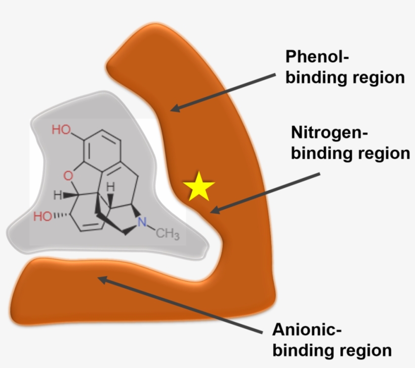 Schematic Of The M-receptor Binding Morphine - Receptor, transparent png download