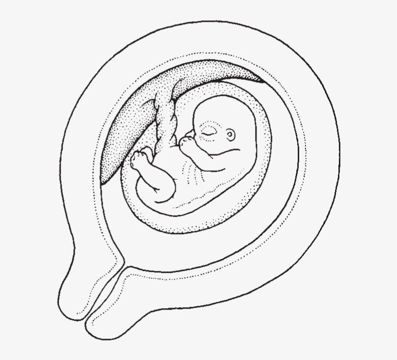 At Five Weeks, Your Baby's Brain And Spinal Cord And - Line Art, transparent png download