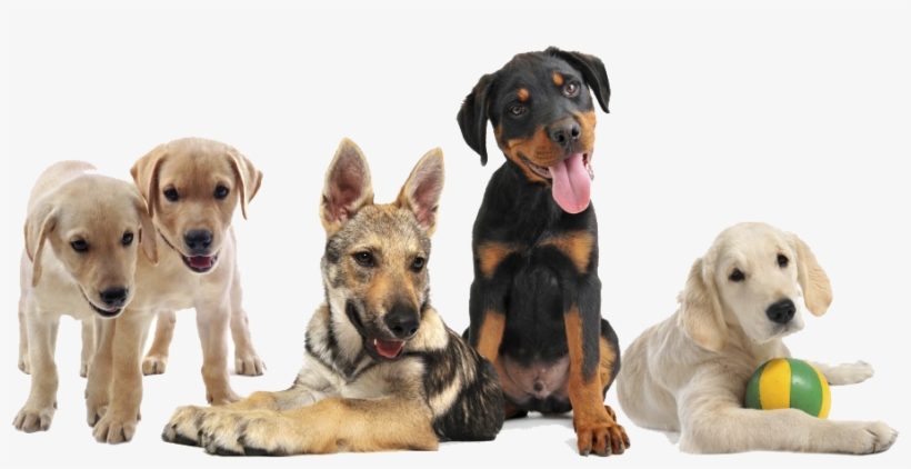 Home - Puppy Classes, transparent png download