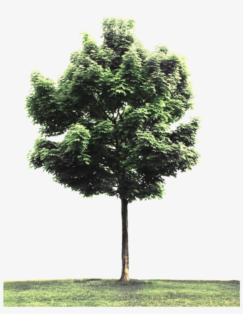 Street Tree Png - Tree Perspective Png, transparent png download