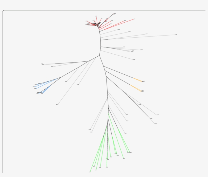 Neighbor-joining Tree Of 91 Cowpea Accessions With - Line Art, transparent png download