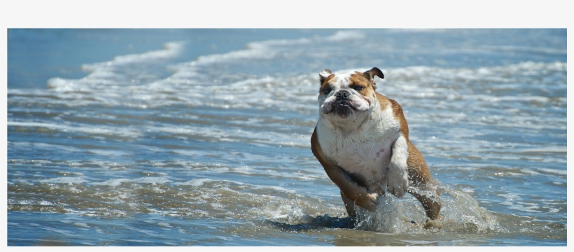 Huntington Dog Beach, transparent png download