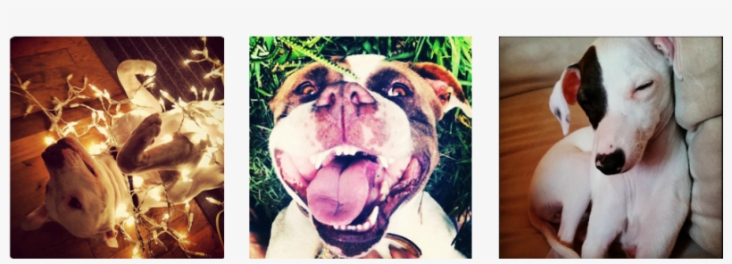 Dogs Are Born To Work For A Living - Olde English Bulldogge, transparent png download