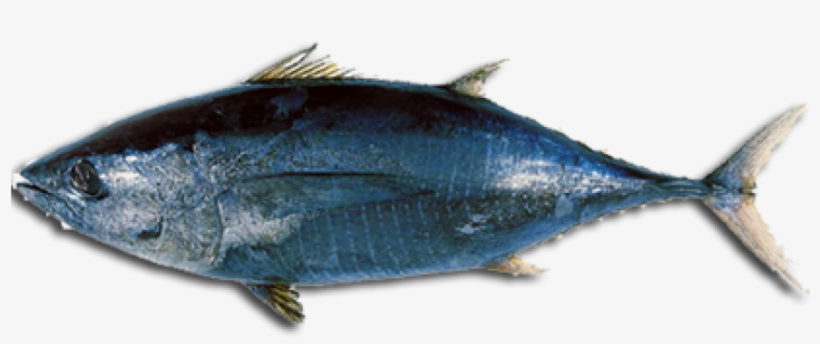 Black Tuna, transparent png download