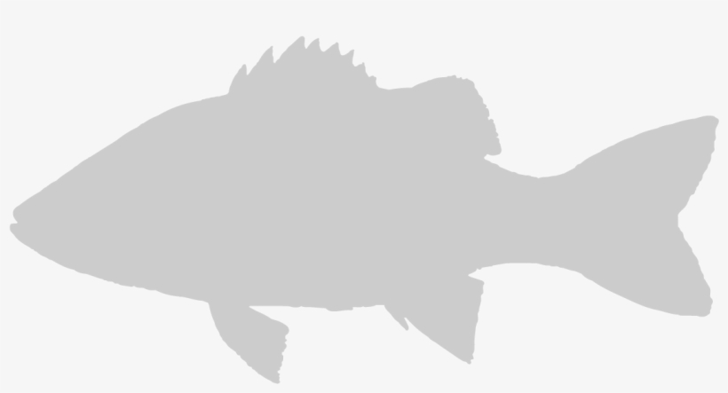 Southern Bluefin Tuna - Shock Absorber, transparent png download