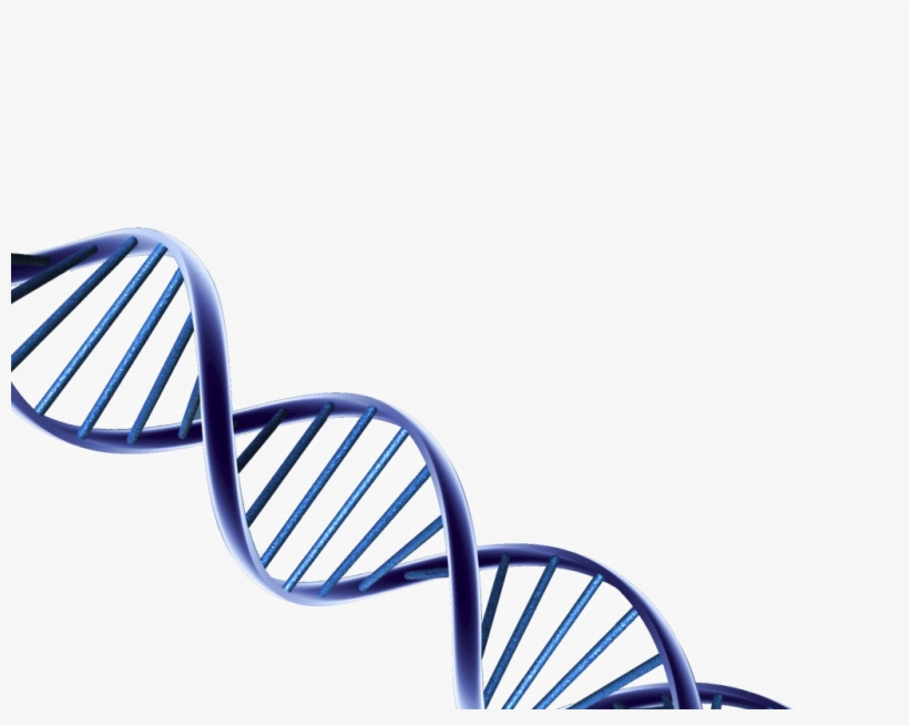 Dna Png Hd - Psa Prostate Cancer Research, transparent png download