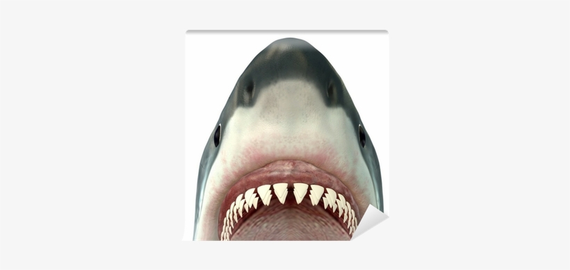 Close-up Of A Great White Shark Rolled Canvas Art -, transparent png download