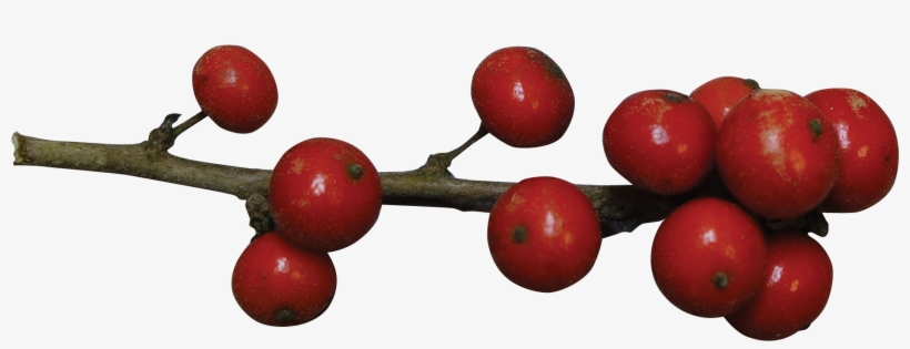 Fruit - Holly Berries Red Png, transparent png download