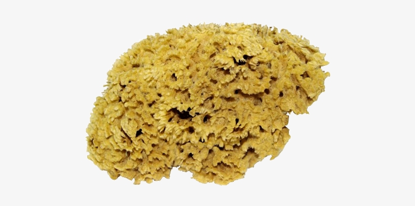 More Views - Sea Sponge Sponge Png, transparent png download