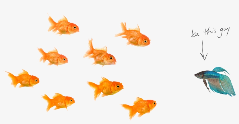 Home-fishes - Png Image Of Fishes, transparent png download