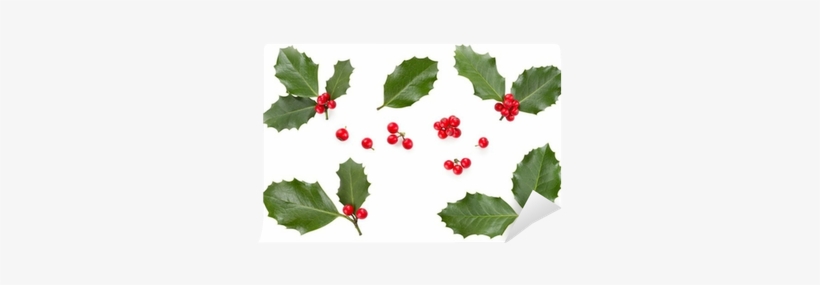 Ilex Aquifolium Leaf, transparent png download