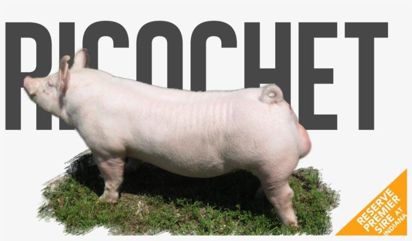 Ricochet - Domestic Pig, transparent png download