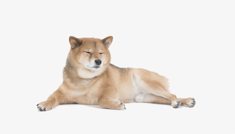 Shiba Inu - Android, transparent png download