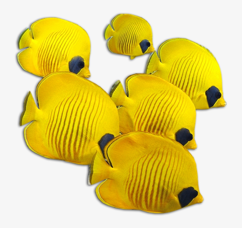 Purchase A Sea Aquarium - Custom Animal Pillowcase Cover 16"x16" One Side Suitable, transparent png download