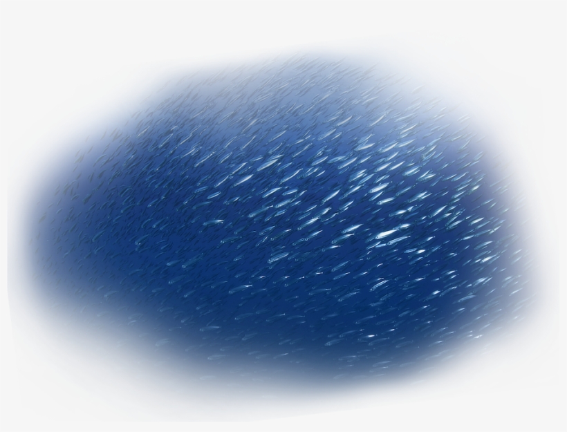 Fishes - Circle, transparent png download