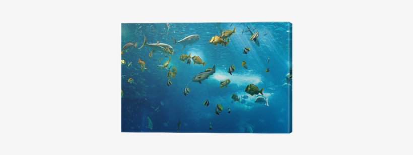 Vanuatu Fishing And Aquaculture Industry Handbook -, transparent png download