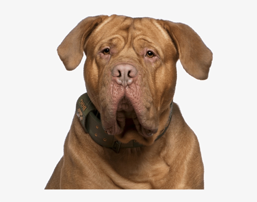 Search - Dog Yawns, transparent png download