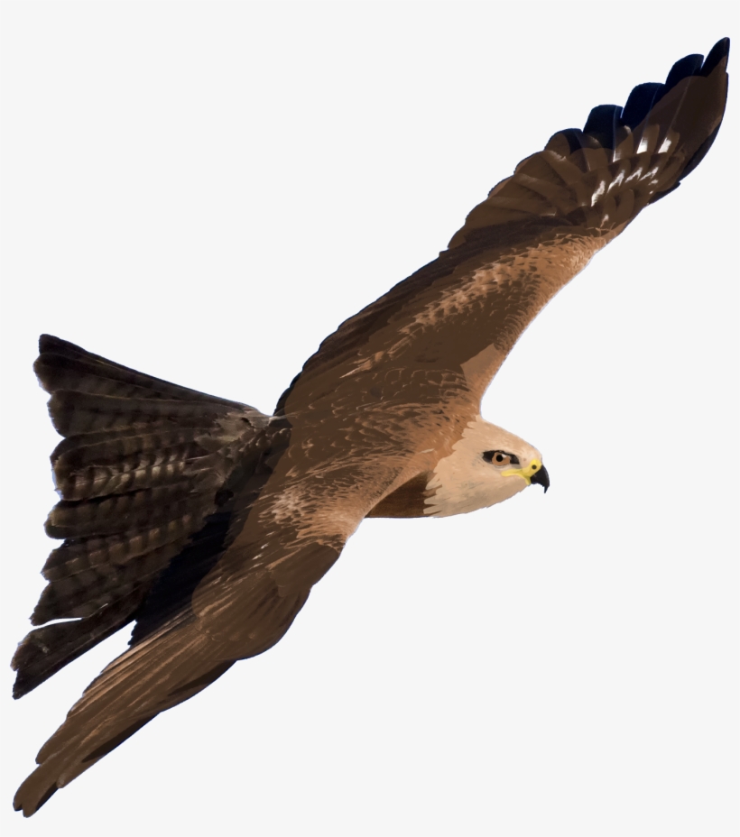 Hybrid Kite - Wiki, transparent png download