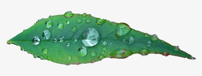 Leaf, Southern Sky, Japan, Plant - Japan, transparent png download