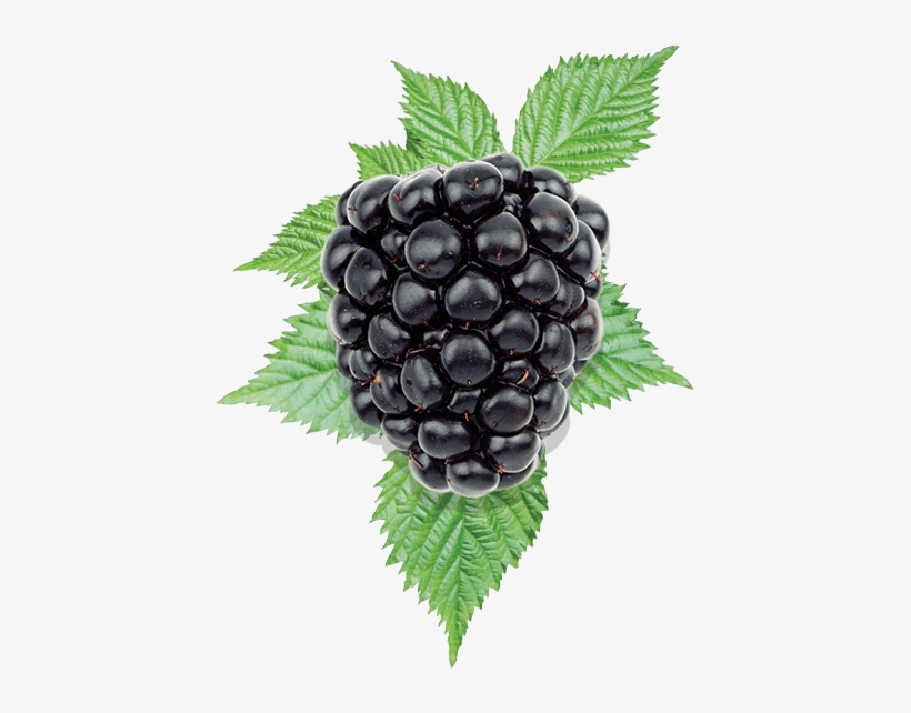 Fuirt Blackberry, transparent png download