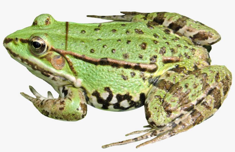 Frog Png Transparent - Frog Png, transparent png download