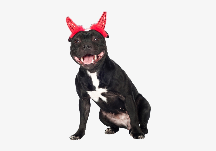 Wellcome To Luckystaff - Staffordshire Bull Terrier, transparent png download